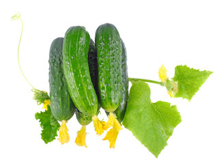 Fresh  cucumbers with yellow blossom cluster.