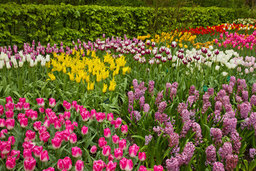 multicolored tulips flowerbeds