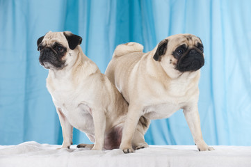 Obraz premium Two dogs - Zwei Hunde
