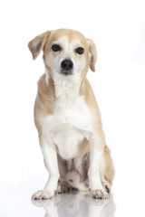 Mixed breed dog - Mischlingshund