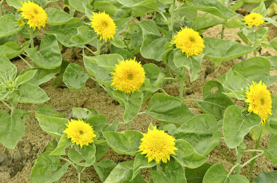 Helianthus annuus - Sungold Teddy Bear sunflower