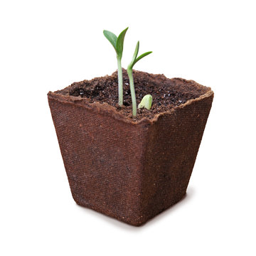 semis graines de courgette dans pots en tourbe