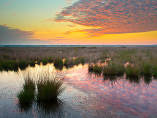 Swamp at dusk