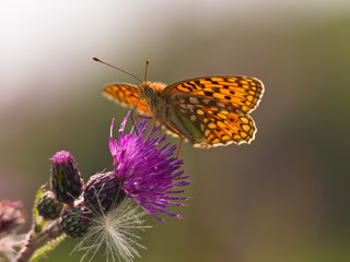 Argynnis niobe,  Niobe Fritillary