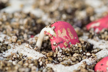 Haba germinando.