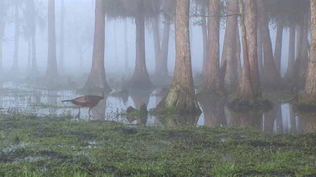 Wild Turkey Hen Walking Through Swap