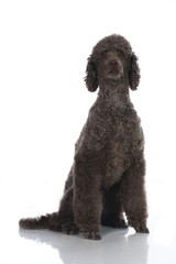 Poodle dog - Großpudel