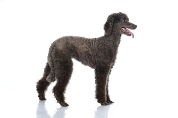 Poodle dog - Großpudel
