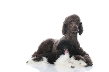 Poodle dogs - Pudel