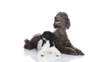 Poodle dogs - Pudel