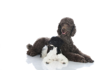 Poodle dogs - Pudel