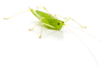 Great Green Bush-Cricket (Tettigonia viridissima)