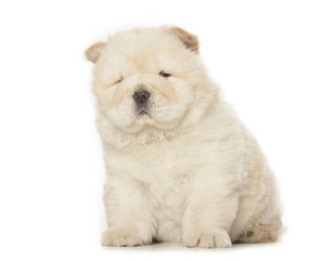 chow-chow puppy