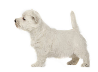 West Highland White Terrier puppy
