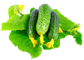 Fresh  cucumbers with yellow blossom cluster.