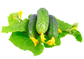 Fresh  cucumbers with yellow blossom cluster.