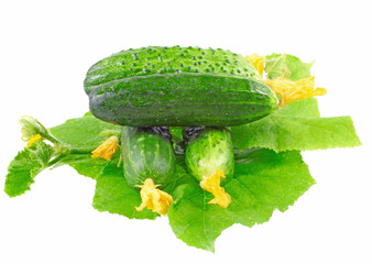 Fresh  cucumbers with yellow blossom cluster.