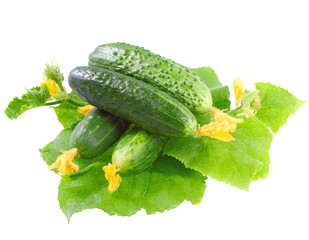 Fresh  cucumbers with yellow blossom cluster.