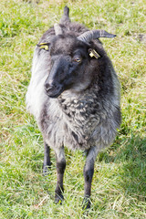 Schafbock