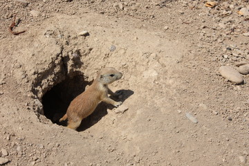 Cynomys - Perrito de la pradera