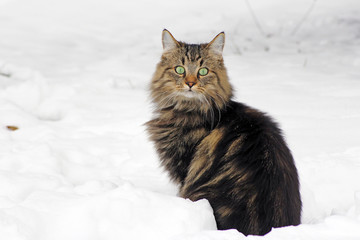 Junge Norweger Katze im Schnee