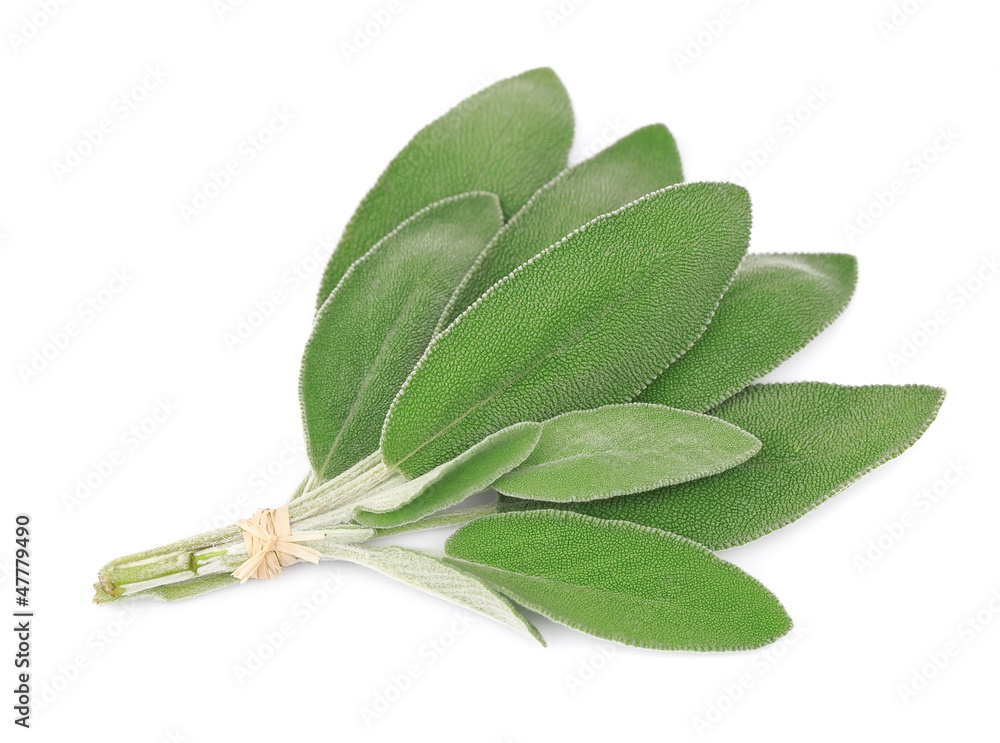 Wall mural Sage leaves