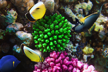 Coral and fish-rhino  in the Red Sea. Egypt, Africa.