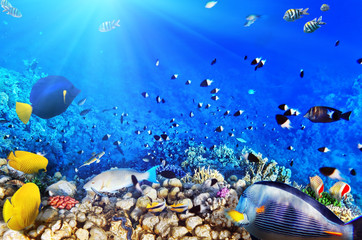 Coral and fish in the Red Sea.Egypt