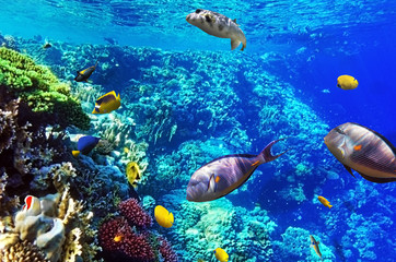Coral and fish in the Red Sea. Egypt, Africa.