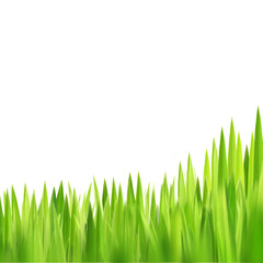 Obraz premium green grasses on white background
