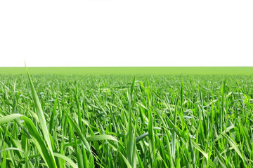 Green grass, the blue sky and white clouds