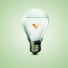 Gold fish inside an electric bulb