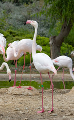 Greater Flamingos in a park