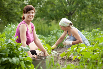  women working in  vegetable garden