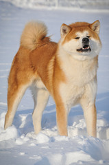 Akita on the snow