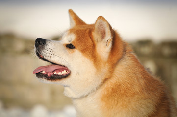 Portrait of Akita Inu