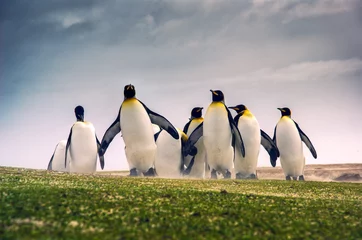 Cercles muraux Pingouin Explorant