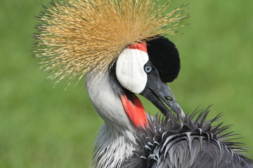 East African Crowned Crane
