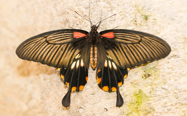 Fototapeta na wymiar Butterfly insects pachliopta aristolochiae