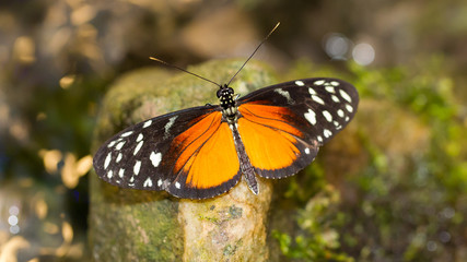 Golden helicon butterfly