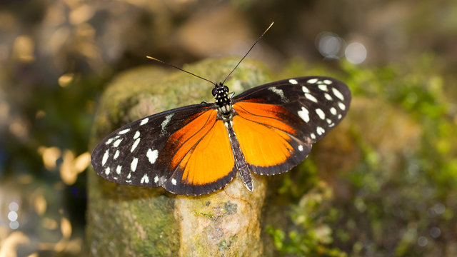 Golden helicon butterfly
