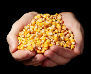 man hands with grain, on black background