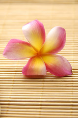 frangipani flowers on bamboo board