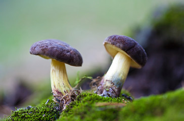 Two Mushrooms in the moss