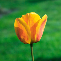 tulpe ao_120420_9435