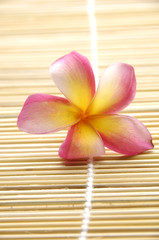 Fototapeta na wymiar frangipani flowers on bamboo stick straw mat