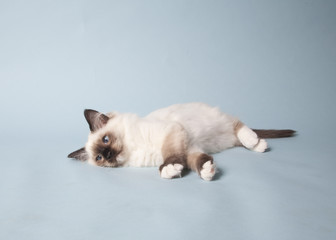 ragdoll kitten playful on colored background