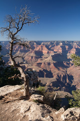 Baum am Grand Canyon