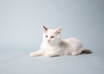 Fototapeta premium ragdoll kitten playful on colored background