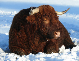 Galloway